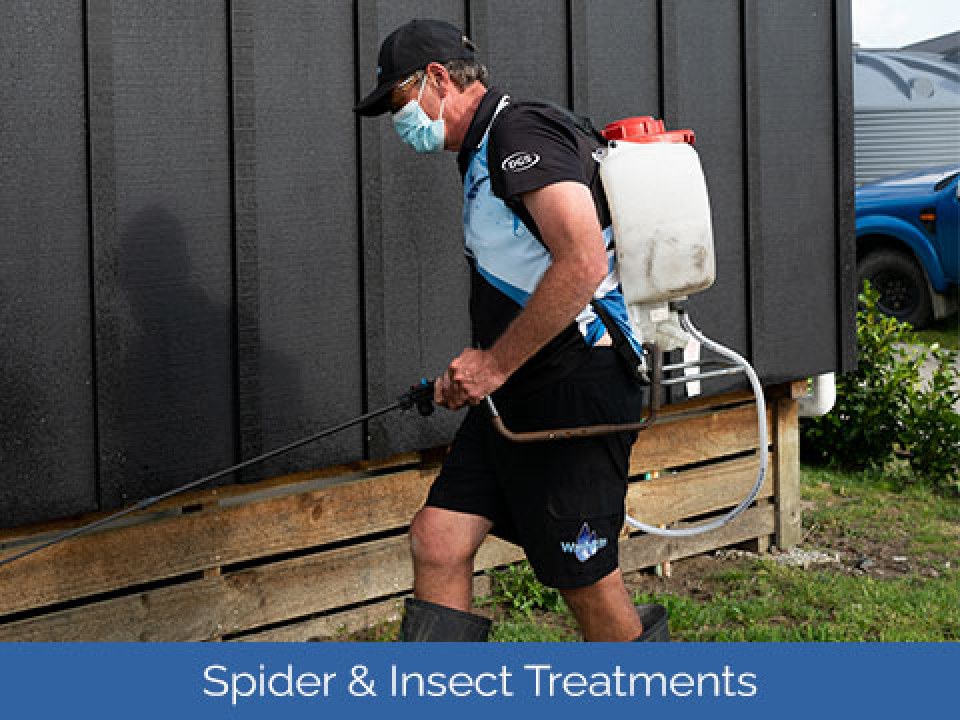 Spider & Insect Treatments